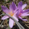 il crocus indoppia